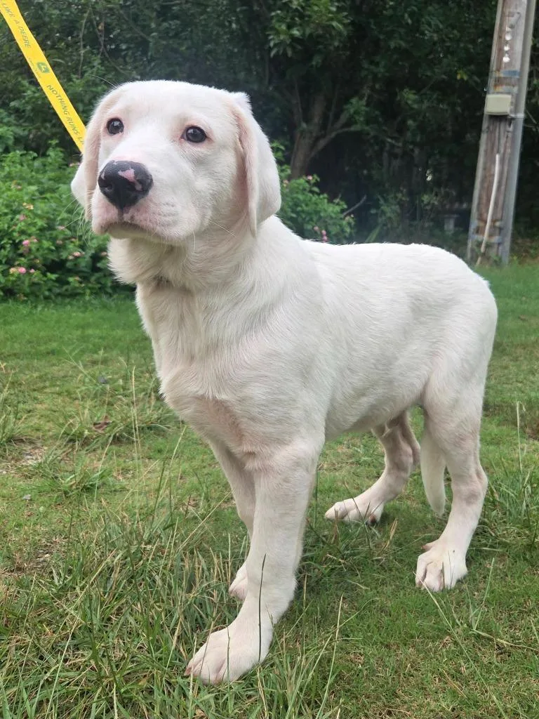 A baby large-sized male Mixed Breed dog named Deere for adoption in Fond Du Lac, WI