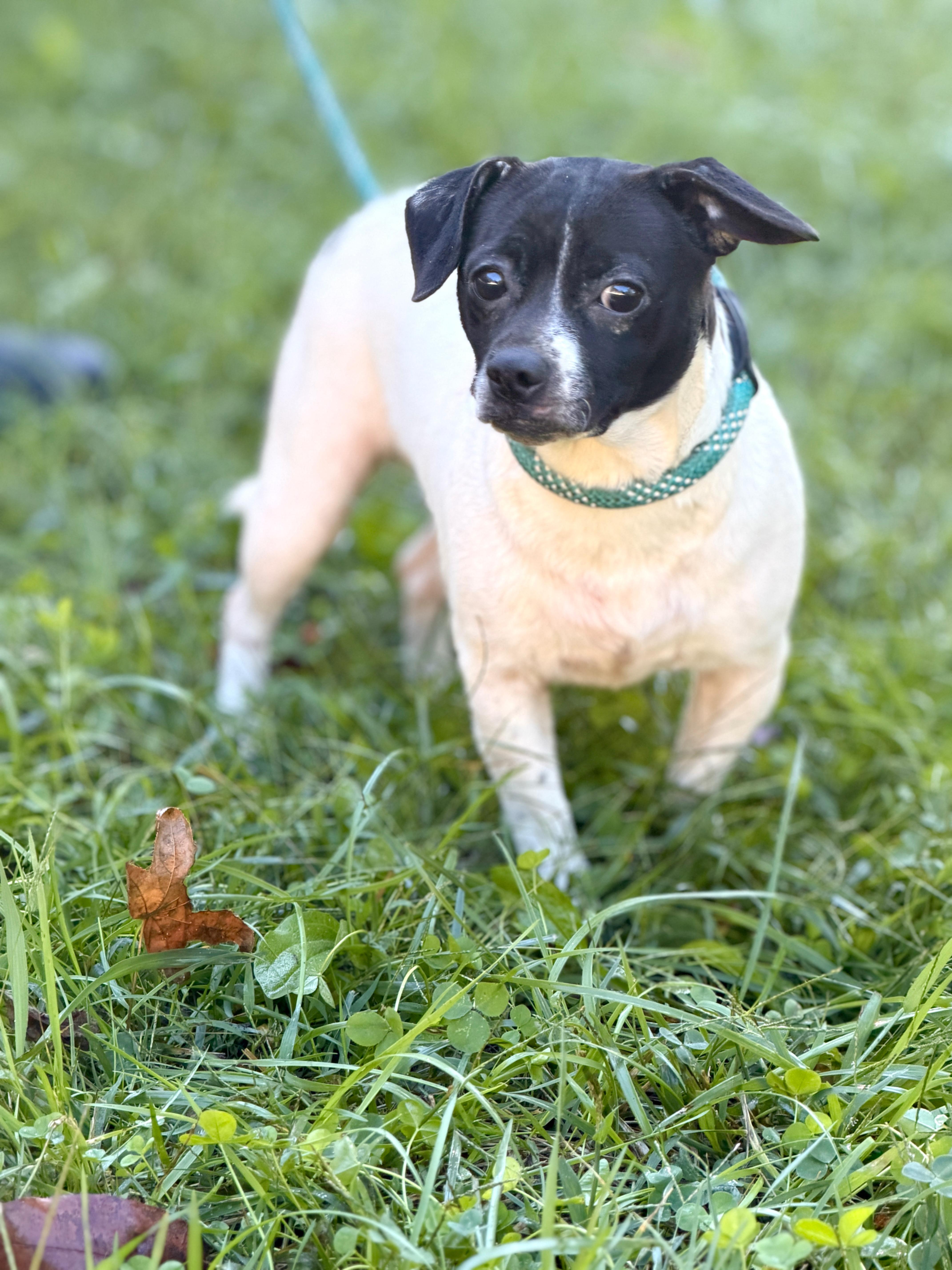 A baby small-sized male Boston Terrier dog named PepeTransport for adoption in Gradyville, KY