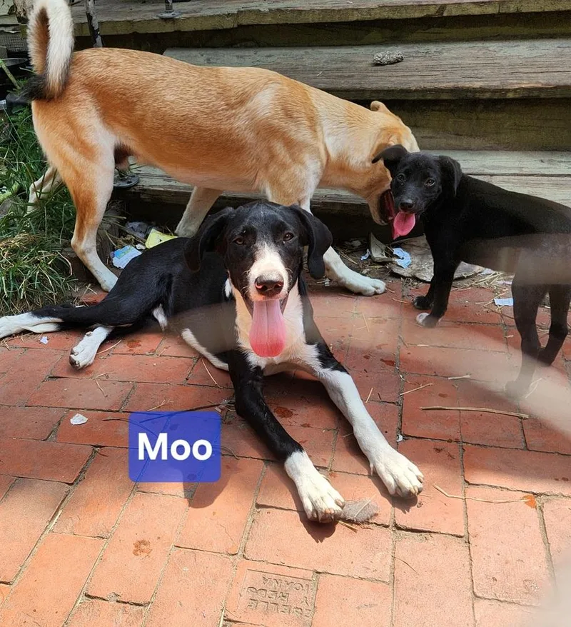 Moo thumbnail 2