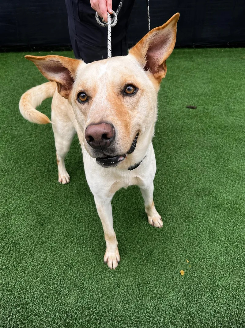 An adult large-sized male Apricot / Beige Shepherd dog named Bear for adoption in Windcrest, TX