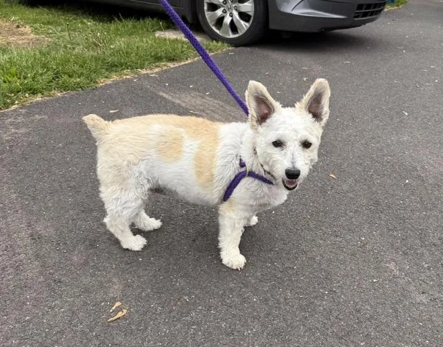 An adult small-sized female Corgi dog named Star for adoption in Chalfont, PA