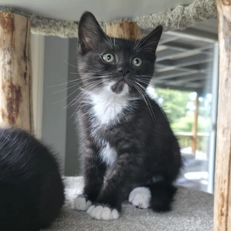 A baby small-sized male Black Domestic Medium Hair cat named Finn for adoption in Tacoma, WA