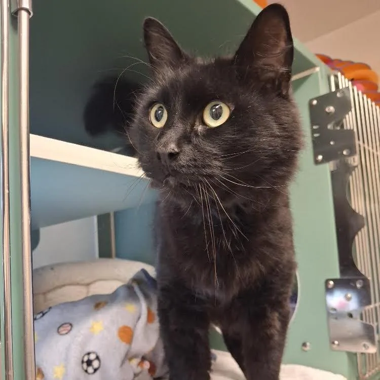 An adult large-sized male Black Domestic Long Hair cat named Asparagus for adoption in Morrisville, VT