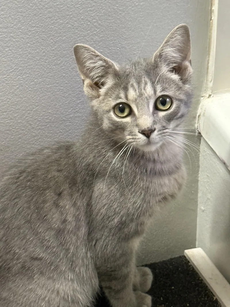 A baby medium-sized male Tabby (Gray / Blue / Silver) Domestic Short Hair cat named Mace for adoption in Greensboro, NC