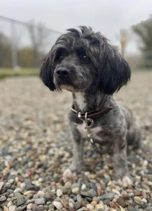 An adult small-sized male Havanese dog named Archie for adoption in Pequot Lakes, MN