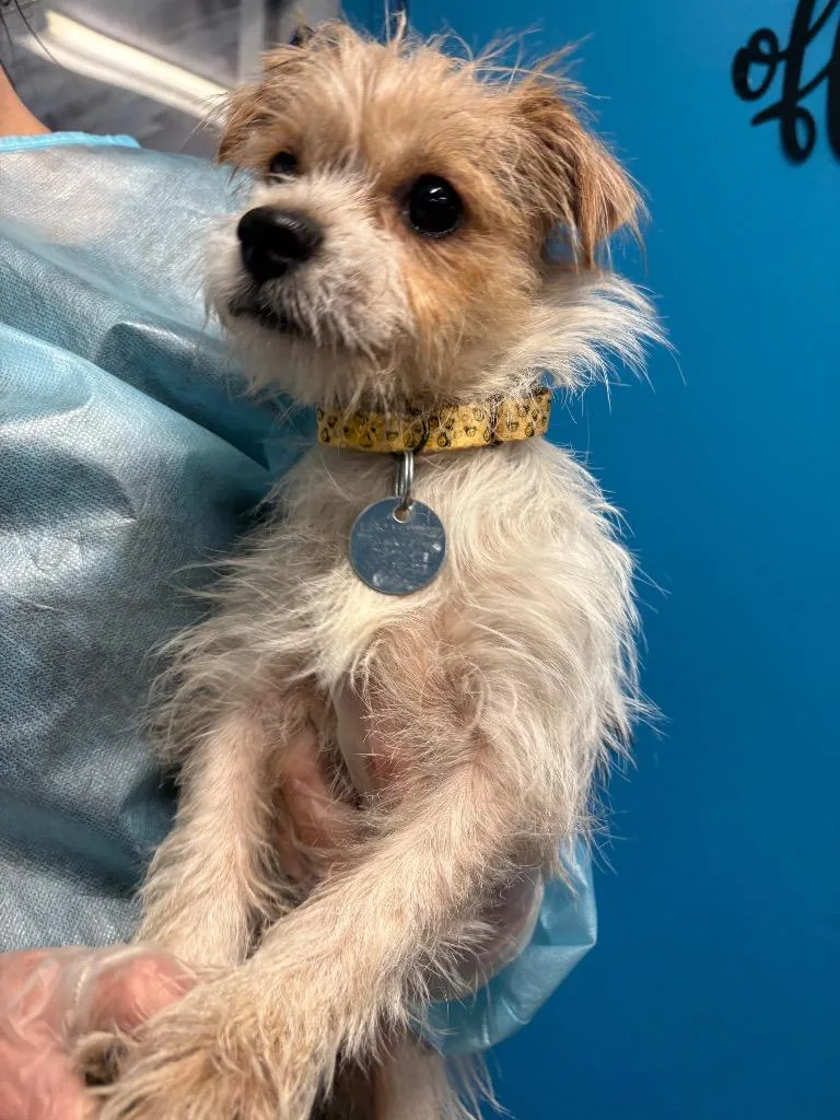 A young small-sized female Chihuahua dog named Rocket for adoption in Reno, NV