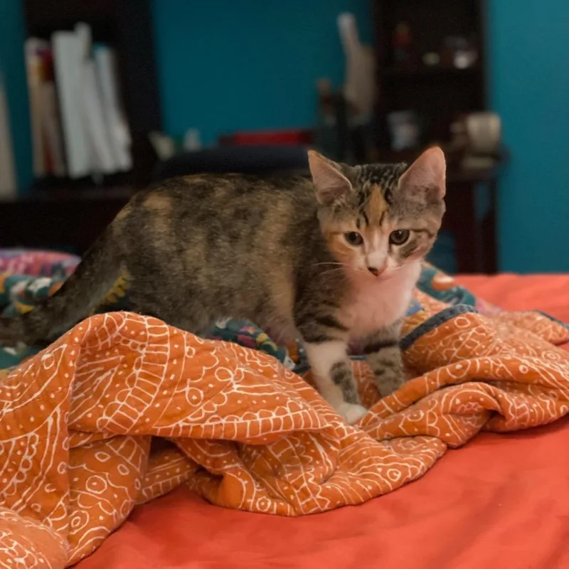 A baby small-sized female Torbie Domestic Short Hair cat named Semira for adoption in Roswell, GA