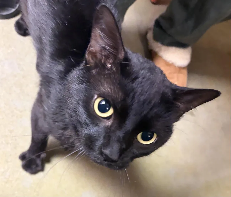 A young medium-sized male Black Domestic Short Hair cat named Trouble for adoption in Herndon, VA