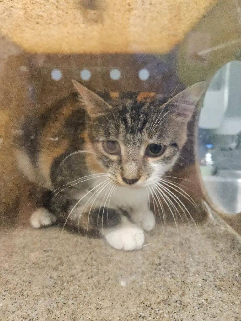 A young medium-sized female Domestic Short Hair cat named Working Cat: Anastasia for adoption in Bloomington, IN