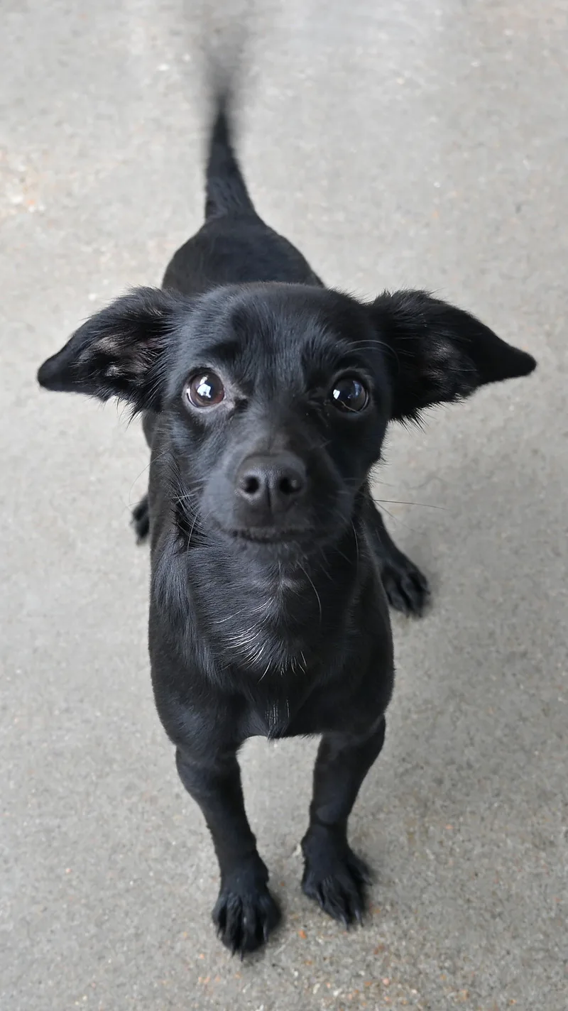 An adult small-sized male Dachshund dog named 22836 for adoption in Broken Arrow, OK