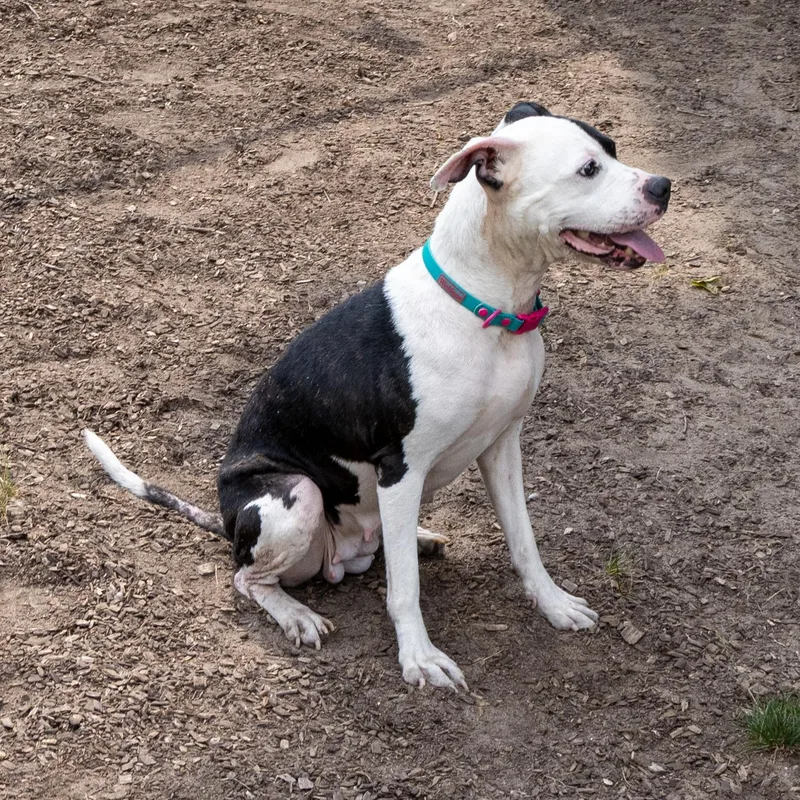 An adult medium-sized female Black Mixed Breed dog named Gayle for adoption in Mount Pleasant, MI