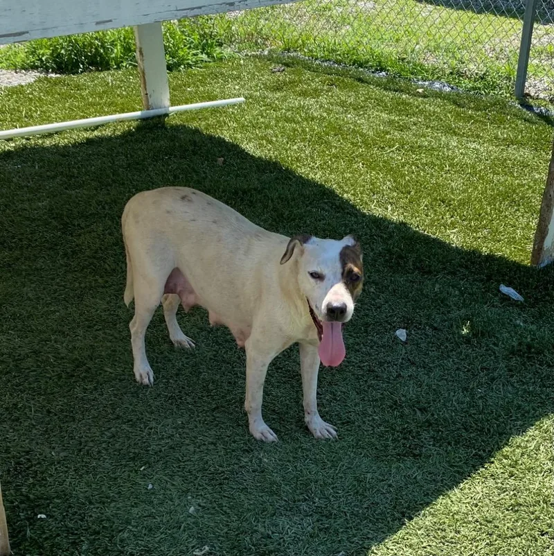 A young large-sized female Pit Bull Terrier dog named Marinara for adoption in Morgantown, KY