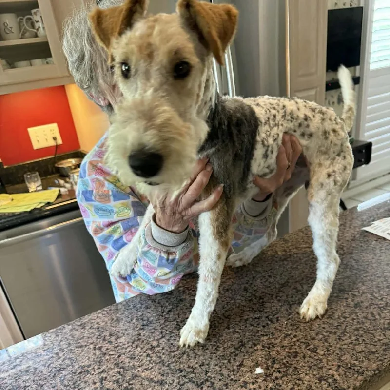 An adult small-sized male White / Cream Wire Fox Terrier dog named Dustin for adoption in Alexandria, VA