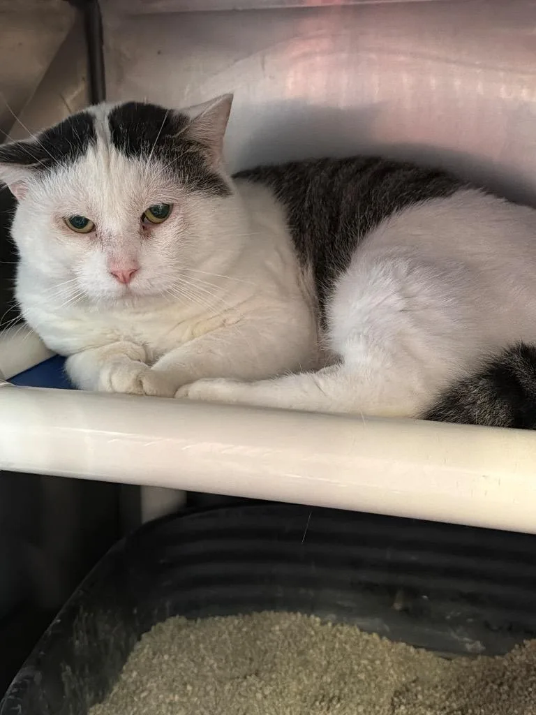 A young medium-sized male Domestic Short Hair cat named Snake Eyes for adoption in Virginia, MN