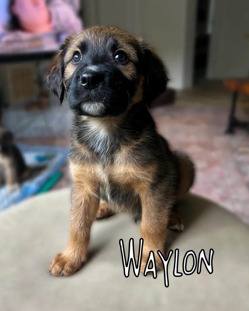 A baby medium-sized male Mixed Breed dog named Waylon for adoption in Richmond, VA