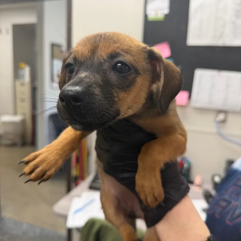 A baby small-sized female Yellow / Tan / Blond / Fawn Mixed Breed dog named Christine for adoption in Columbiana, AL