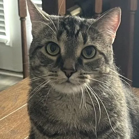 An adult small-sized female Gray / Blue / Silver Domestic Short Hair cat named Squeaker Willingham for adoption in Merrifield, VA