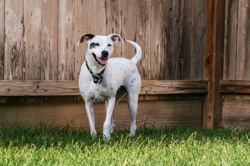 A young medium-sized female White / Cream American Staffordshire Terrier dog named Poppy for adoption in Magnolia, TX