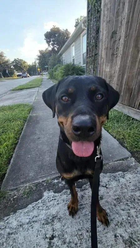 A young medium-sized female Rottweiler dog named Lola for adoption in Polk, OH