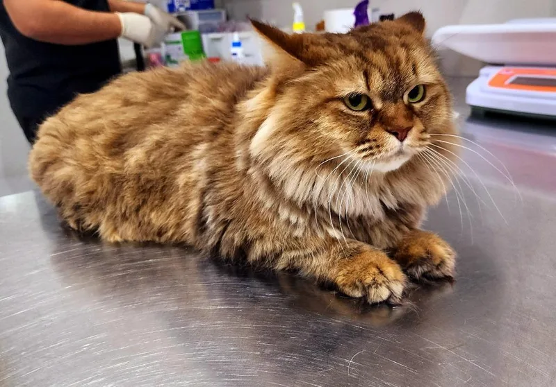 An adult medium-sized female Persian cat named Browny for adoption in Lunenburg, MA