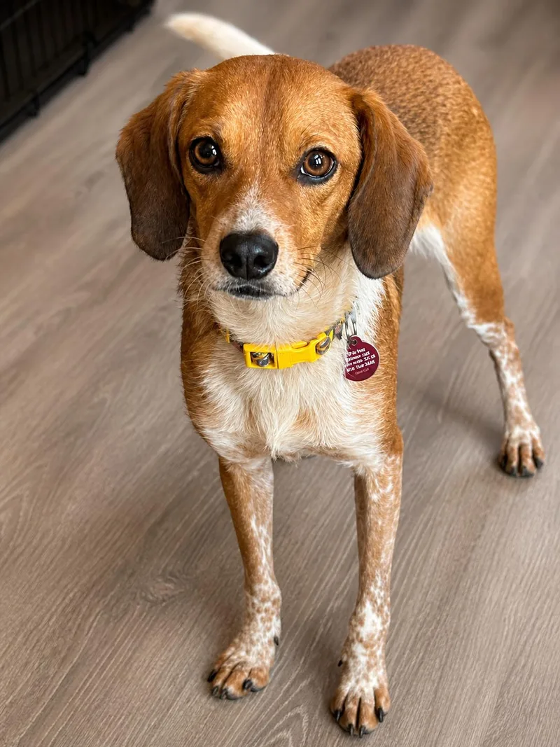 An adult medium-sized male Chihuahua dog named Brandon for adoption in Nashville, TN