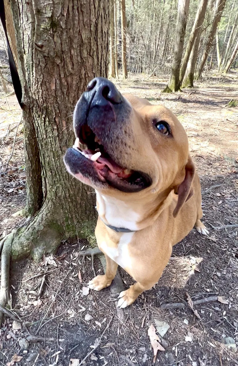 An adult medium-sized male Red / Chestnut / Orange Boxer dog named Fiddlehead for adoption in Millerstown, PA