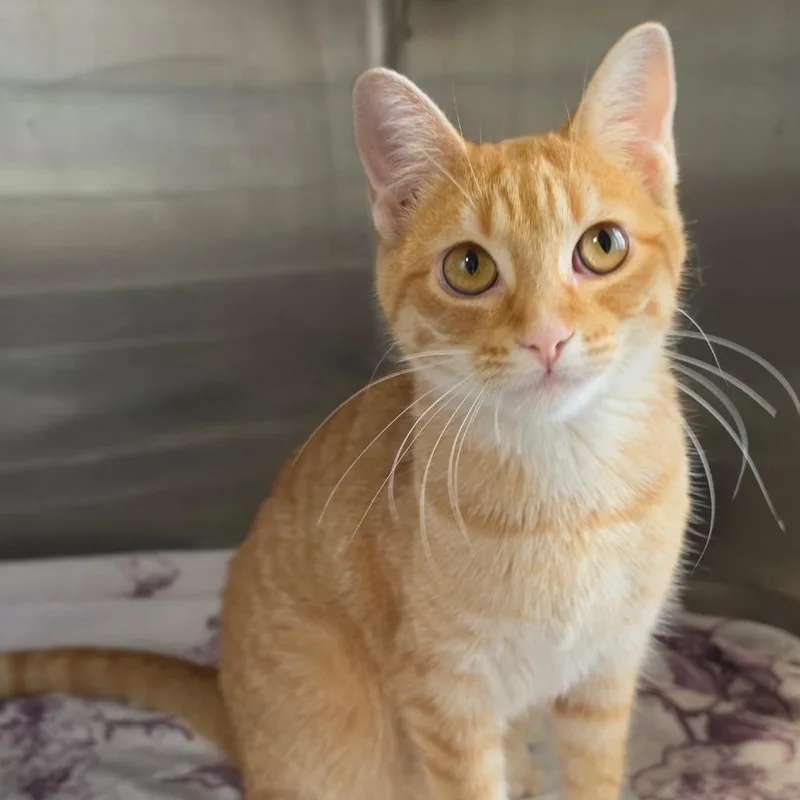 A young medium-sized female Orange / Red Domestic Short Hair cat named Daphne for adoption in Naperville, IL
