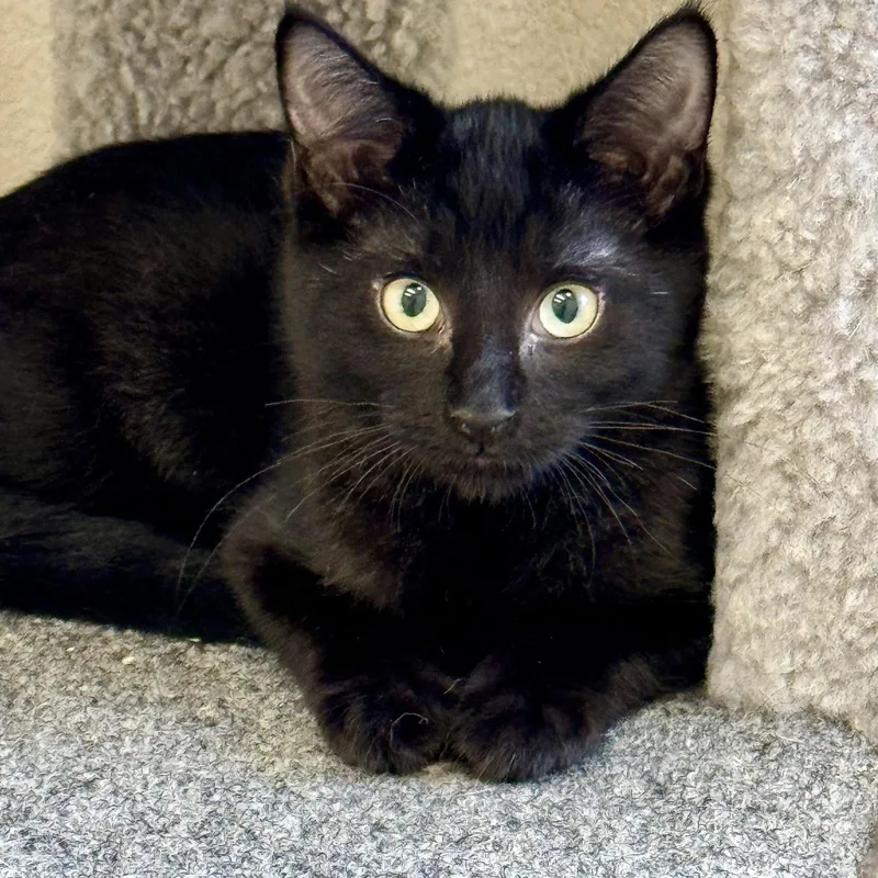 A baby small-sized female Black Domestic Short Hair cat named Kai for adoption in Winchendon, MA