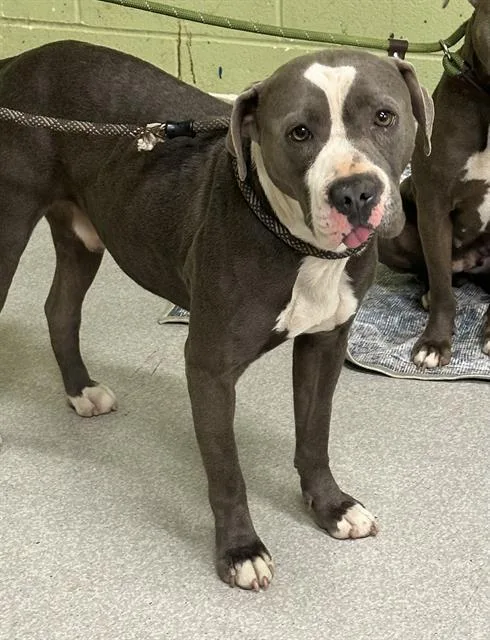 An adult large-sized male Pit Bull Terrier dog named Luck for adoption in Indianapolis, IN