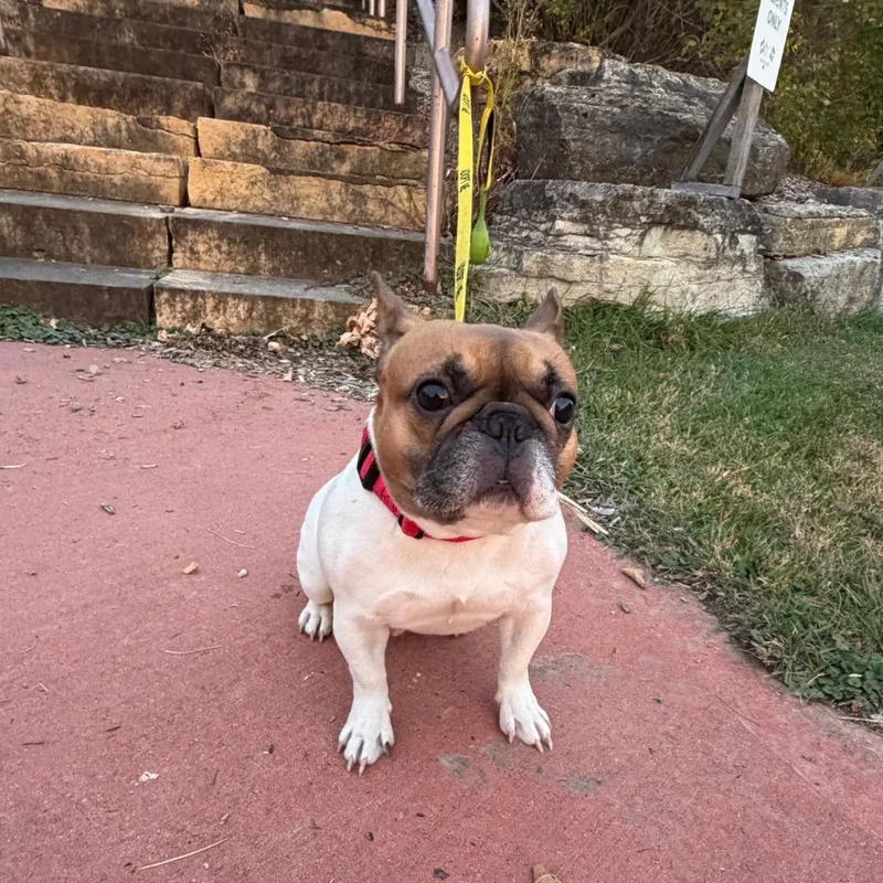 An adult small-sized female French Bulldog dog named Helen for adoption in Rochester, MN