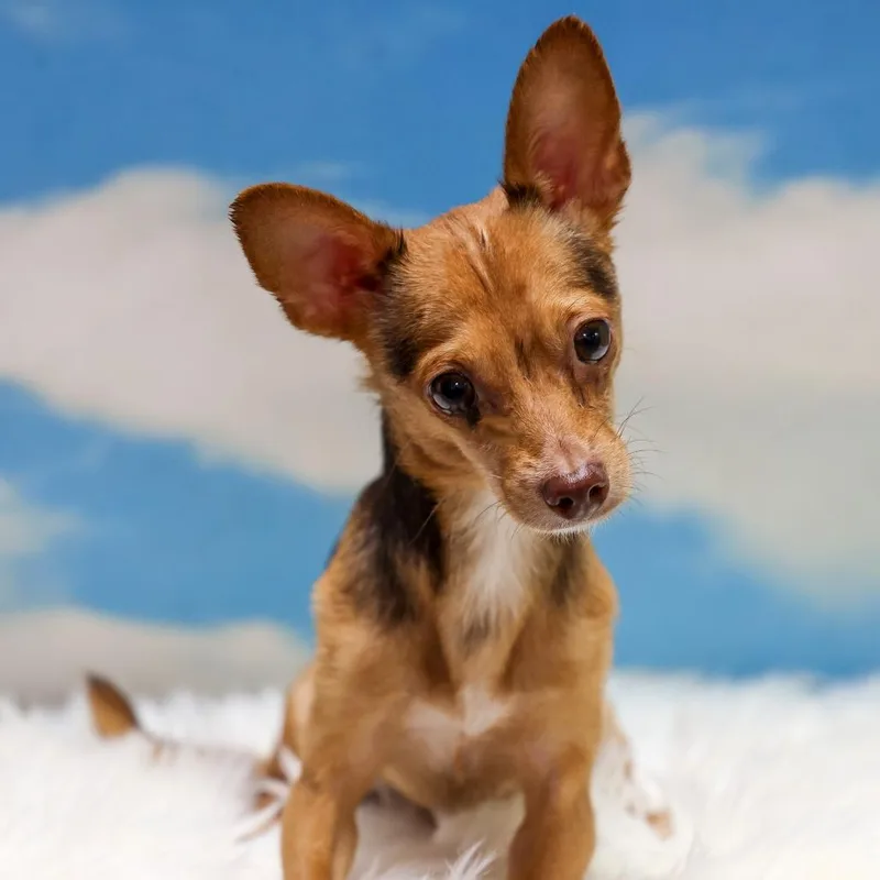 An adult small-sized male Red / Chestnut / Orange Chihuahua dog named Charlie for adoption in Casa Grande, AZ