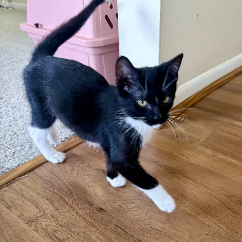 A baby medium-sized female Black & White / Tuxedo Domestic Short Hair cat named Acdc for adoption in Royal Oak, MI