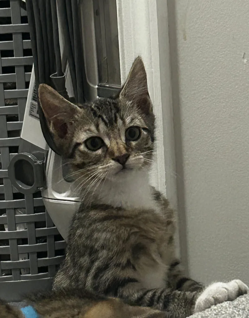 A baby medium-sized female Domestic Short Hair cat named Sandy Sea for adoption in Trenton, NJ