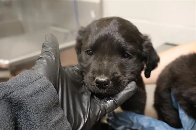 A baby small-sized male Mixed Breed dog named Fluff for adoption in Columbia, SC