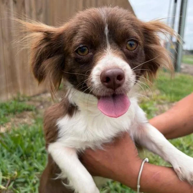 A young small-sized female Brown / Chocolate Cavalier King Charles Spaniel dog named Bindi for adoption in West Islip, NY