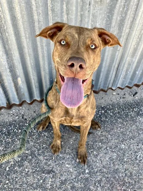 A young medium-sized male Pit Bull Terrier dog named Blue for adoption in Albuquerque, NM