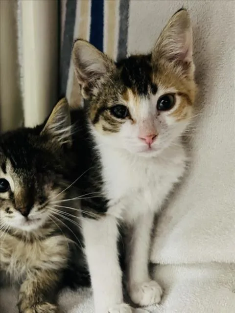 A baby small-sized female Domestic Short Hair cat named Tanisha for adoption in Santa Fe, NM