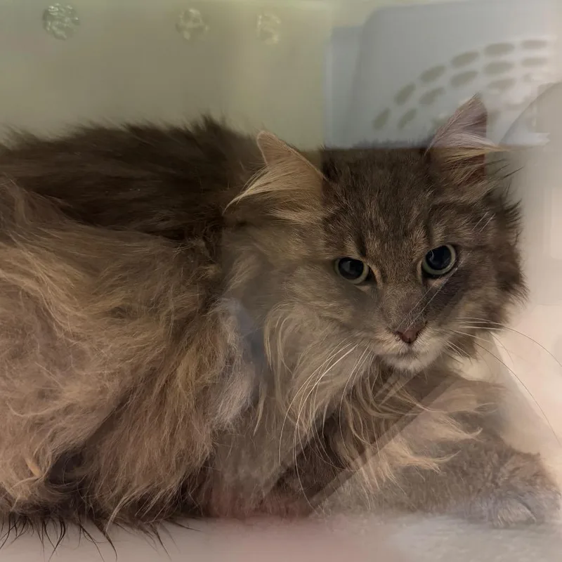 A young medium-sized male Gray / Blue / Silver Domestic Long Hair cat named Mumford for adoption in Bristol, IN