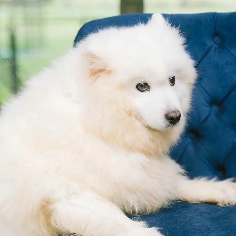 An adult medium-sized female Samoyed dog named Pandamonium for adoption in Zionsville, IN