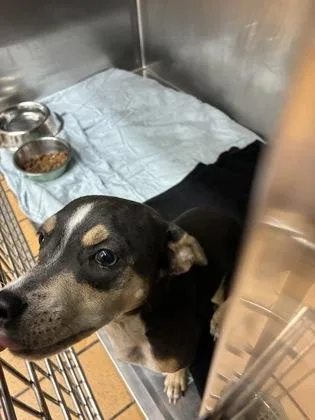 An adult small-sized female Rat Terrier dog named Maizie for adoption in Gainesville, FL