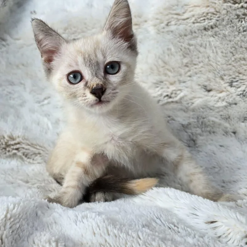 A baby medium-sized male White Siamese cat named Omni for adoption in Wrightstown, NJ