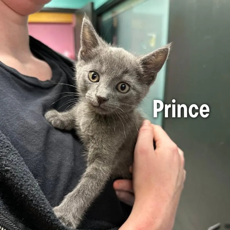 Prince thumbnail 2
