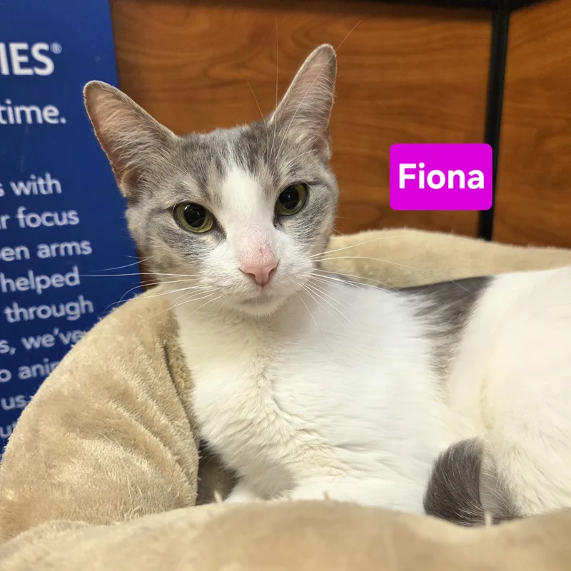 A young medium-sized female Domestic Short Hair cat named Fiona And Princess for adoption in Mayfield, NY