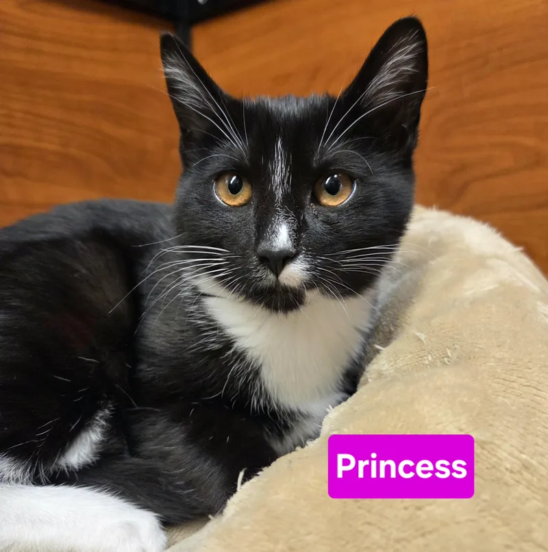 Fiona And Princess thumbnail 2