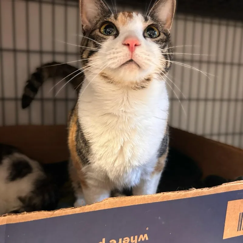 A young medium-sized female Orange / Red Domestic Short Hair cat named Busy Izzy for adoption in Davenport, IA