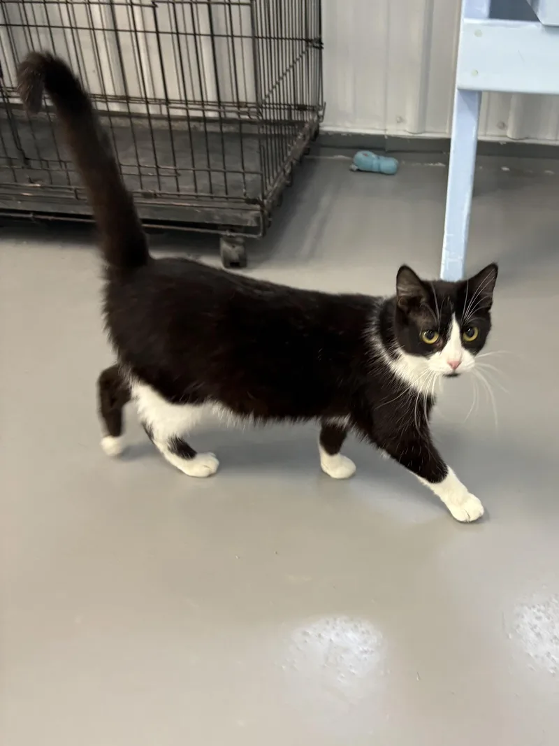 Sneakers thumbnail 2