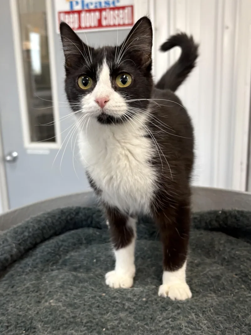 Sneakers thumbnail 3