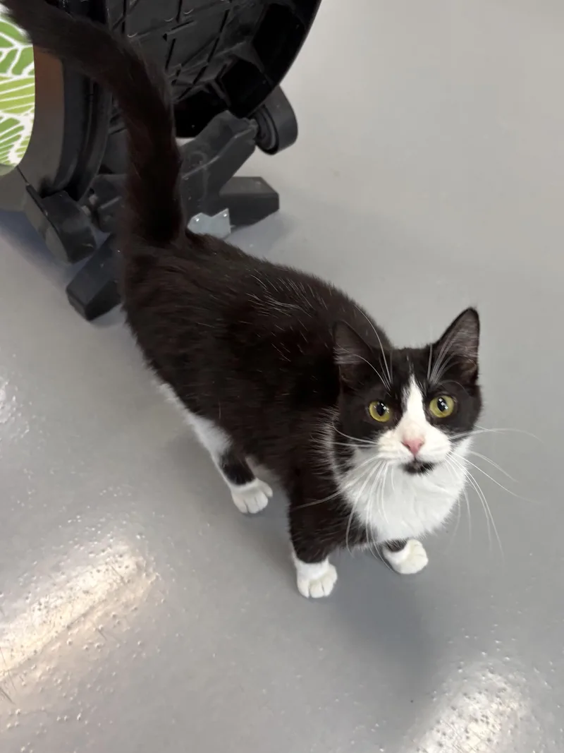 Sneakers thumbnail 4