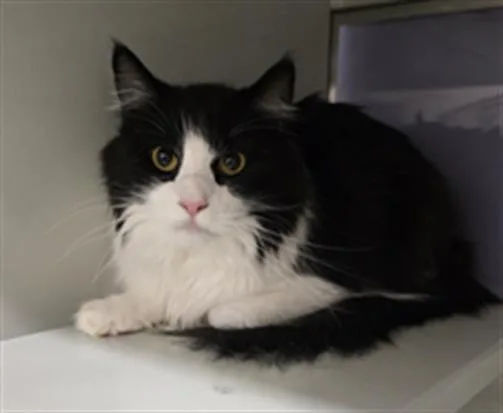 A young small-sized male Domestic Long Hair cat named Zorro for adoption in South Lake Tahoe, CA