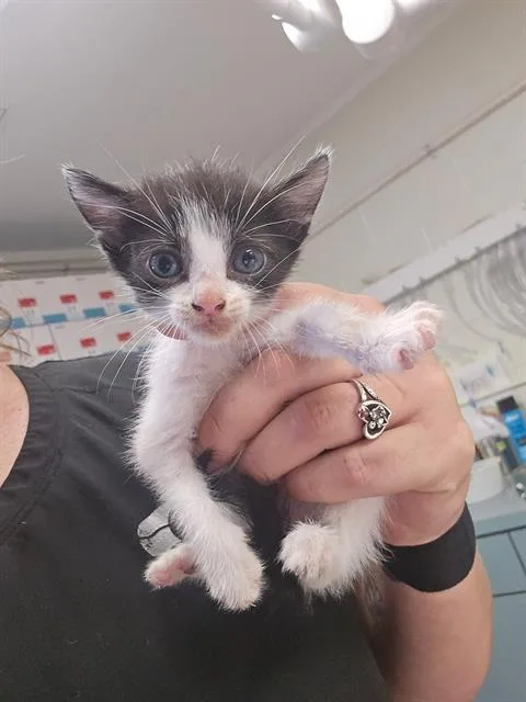 A baby small-sized male Domestic Short Hair cat named Peanut for adoption in Columbia, SC